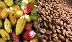 Industrie agricole: Ce que le producteur ivoirien va faire désormais de son cacao, café, noix de cajou…