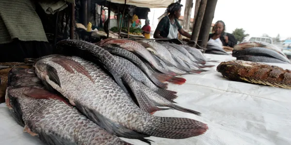 Projet Fish4ACP : la FAO veut contribuer à combler le déficit de poissons en Côte d’Ivoire