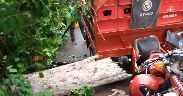 Grabo: un paysan tué par un arbre qu’il a abattu