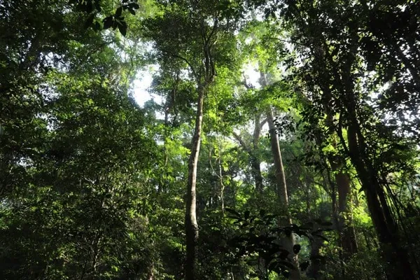 Forêts classées de Côte d'Ivoire