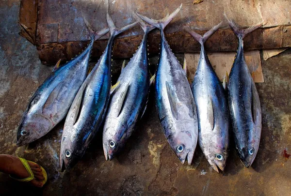 Les importations de poissons en Côte d’Ivoire chiffrées entre 300 et 400 milliards Fcfa par an
