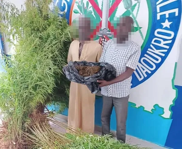 Deux champs de cannabis détruits, 3 personnes arrêtées à Daoukro et Prikro