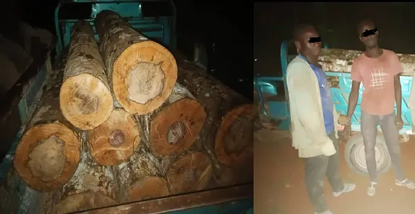 Forêt classée de Yapo-Abbé: deux explortants clandestins interpellés