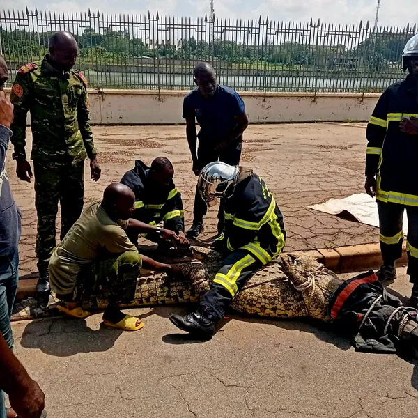 Yamoussoukro : un crocodile de 3,5 mètres de long capturé au Palais Présidentiel