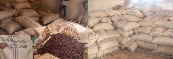 Trafic du cacao : saisie de plus de 35 tonnes de cacao en provenance du Ghana à Manzanouan, Abengourou