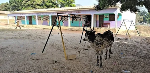 A Mankono, un bœuf dans la cour d’une école maternelle perturbe la quiétude des élèves