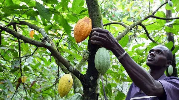 Cacao ivoirien : 934,95 milliards de FCFA distibués aux producteurs fin septembre 2022