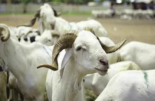 Tabaski 2023 en Côte d’Ivoire : le prix du mouton jugé élevé à Biankouma