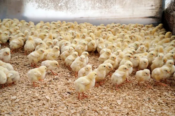 Production et commercialisation œufs à couver et poussins de volailles en Côte d’Ivoire : l’Etat annonce de nouvelles mesures et réglementations