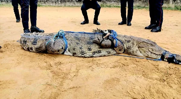 Un crocodile en divagation dans les rues de Yamoussoukro
