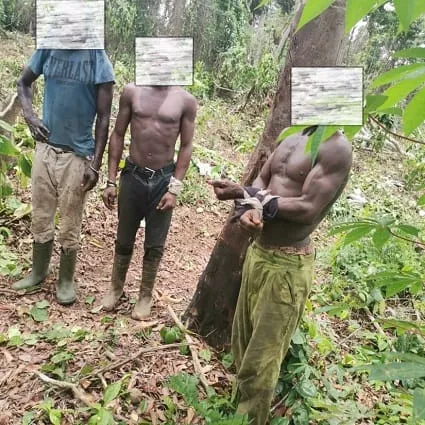 Côte d’Ivoire : trois planteurs clandestins dans la forêt classée de Tamin