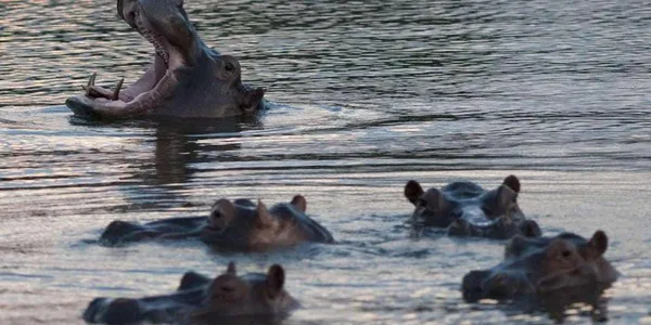 Collision entre un bateau et un hippopotame au Malawi: un bébé tué