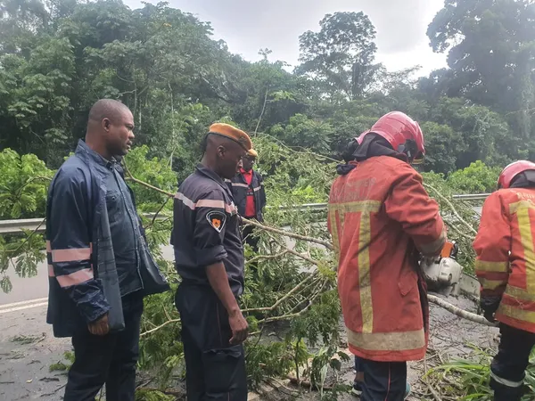 Agboville: libération de la voie après la chute d’un arbre