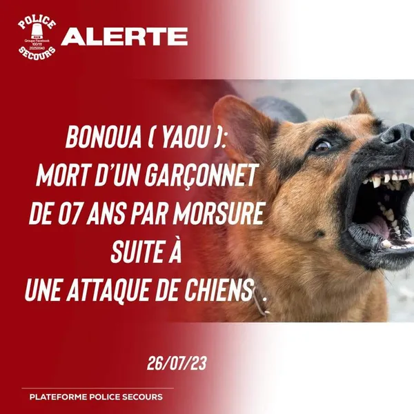 Drame à Bonoua : un enfant tué par des chiens Bergers Allemands à Yaou