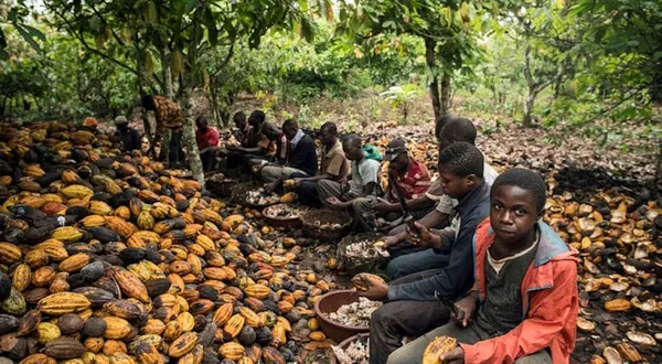 Travail des enfants dans les champs de cacao en Côte d’Ivoire : entre réalité et propagande