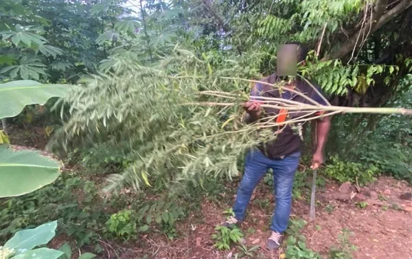 Trafic de drogue Côte d’Ivoire : destruction de champs de cannabis en deux opérations