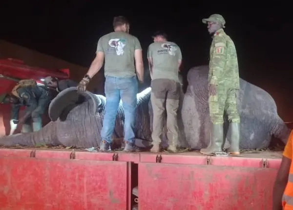 Un éléphant capturé après avoir causé la mort d’un homme à Boguédia, Côte d’Ivoire
