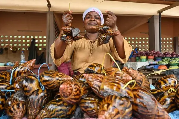 Elevage escargots géants en Côte d’Ivoire : une filière en plein boom