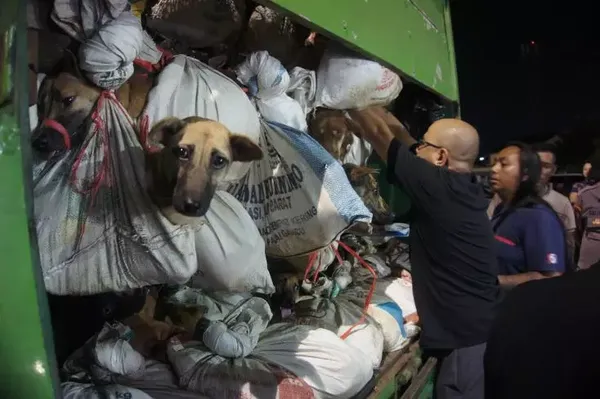 200 chiens destinés à être mangés sauvés de l’abattoir