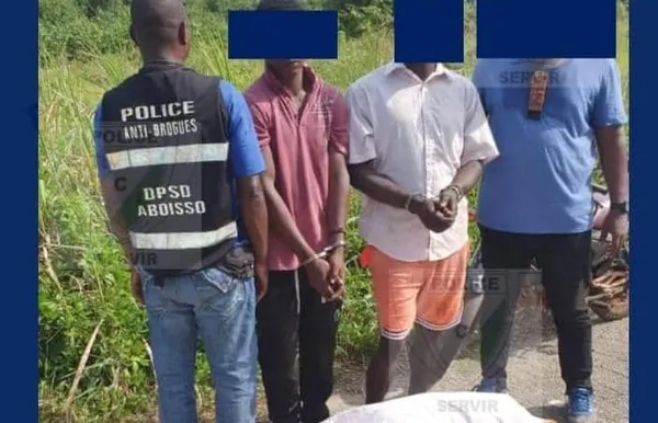 Aboisso : Saisie record de 135 kg de cannabis d’une valeur de 5,4 millions FCFA