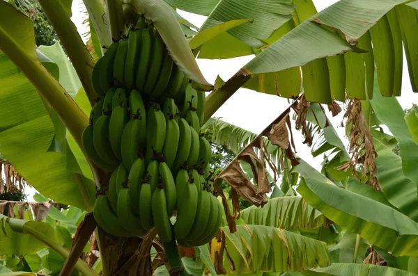 Côte d’Ivoire : levée de la suspension d’exportation de la banane, du manioc et de l’igname