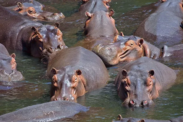Tiassalé : un homme tué par un hippopotame