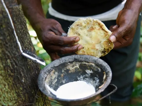 Hévéa Côte d'Ivoire