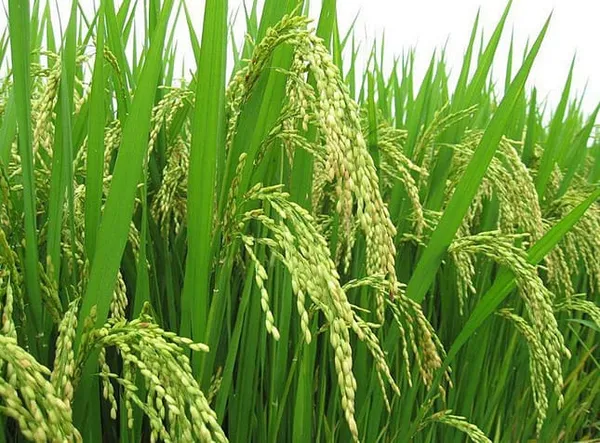 Riz en Côte d'Ivoire