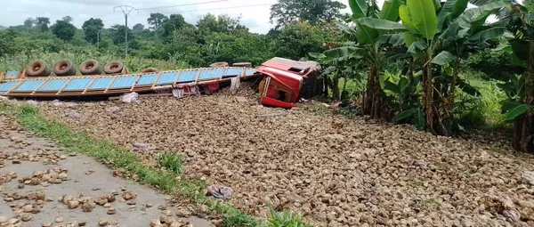 Un camion-remorque d'hévéa fait une sortie de route