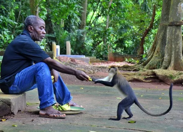 Singe Côte d’Ivoire