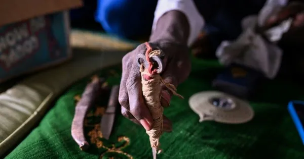 Trafic de clitoris en Côte d'Ivoire