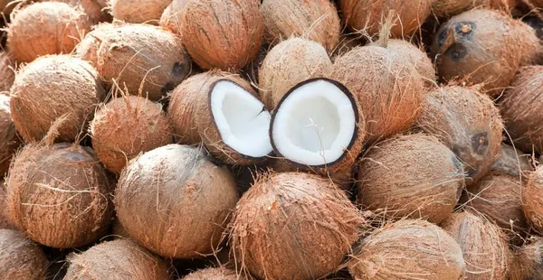 La filière Coco rejoint le Conseil Hévéa-Palmier à Huile