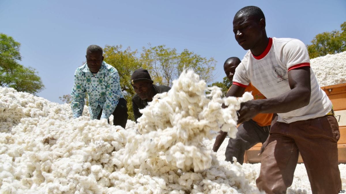 Campagne cotonnière 2019-2020 au Burkina Faso