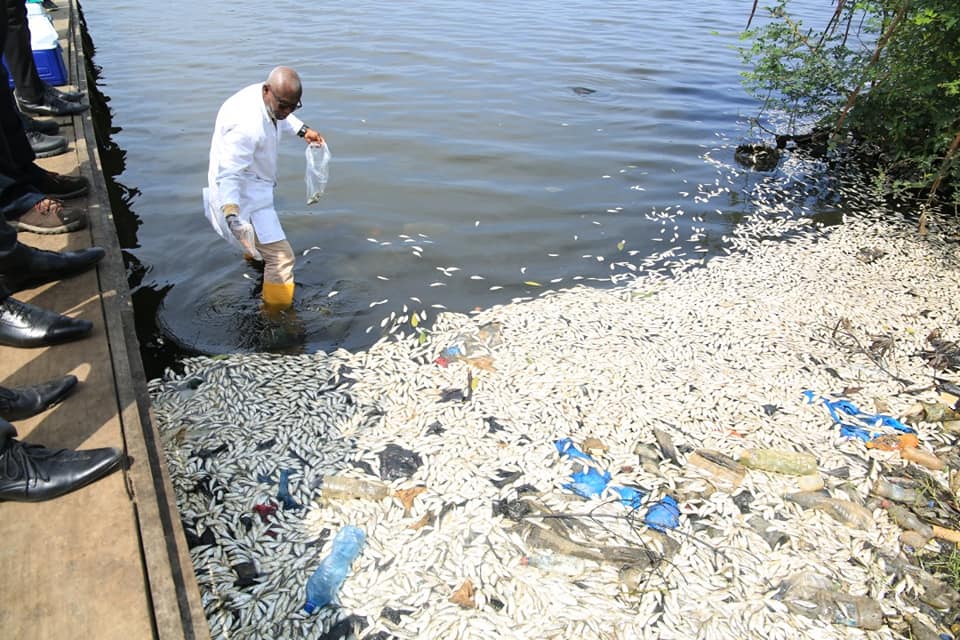 Des milliers de poissons retrouvés morts à Port-bouët