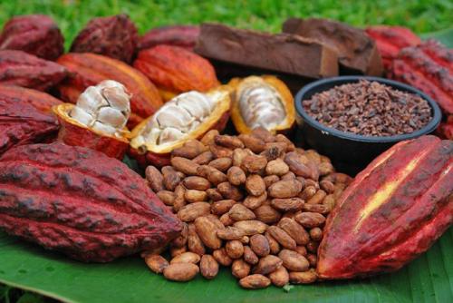 Côte d’Ivoire: San-Pedro célèbre sa journée du cacao et du chocolat