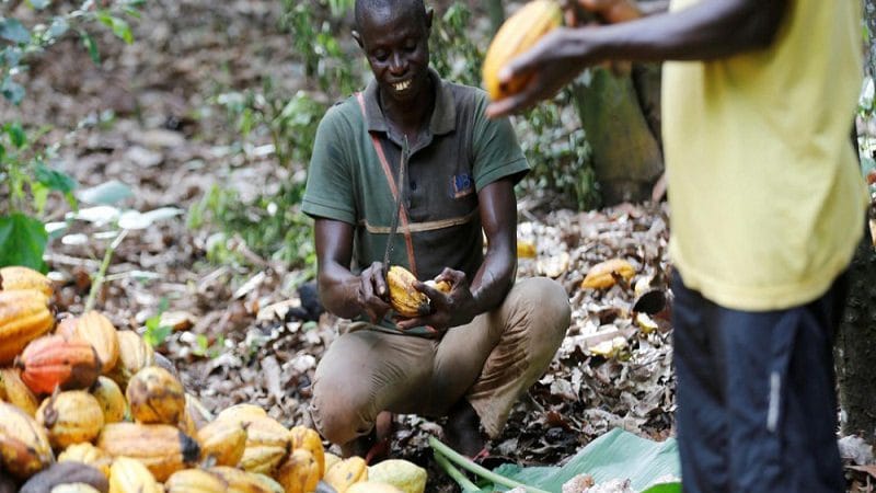 Le Ghana et la Côte d’Ivoire décident de reprendre la vente du Cacao