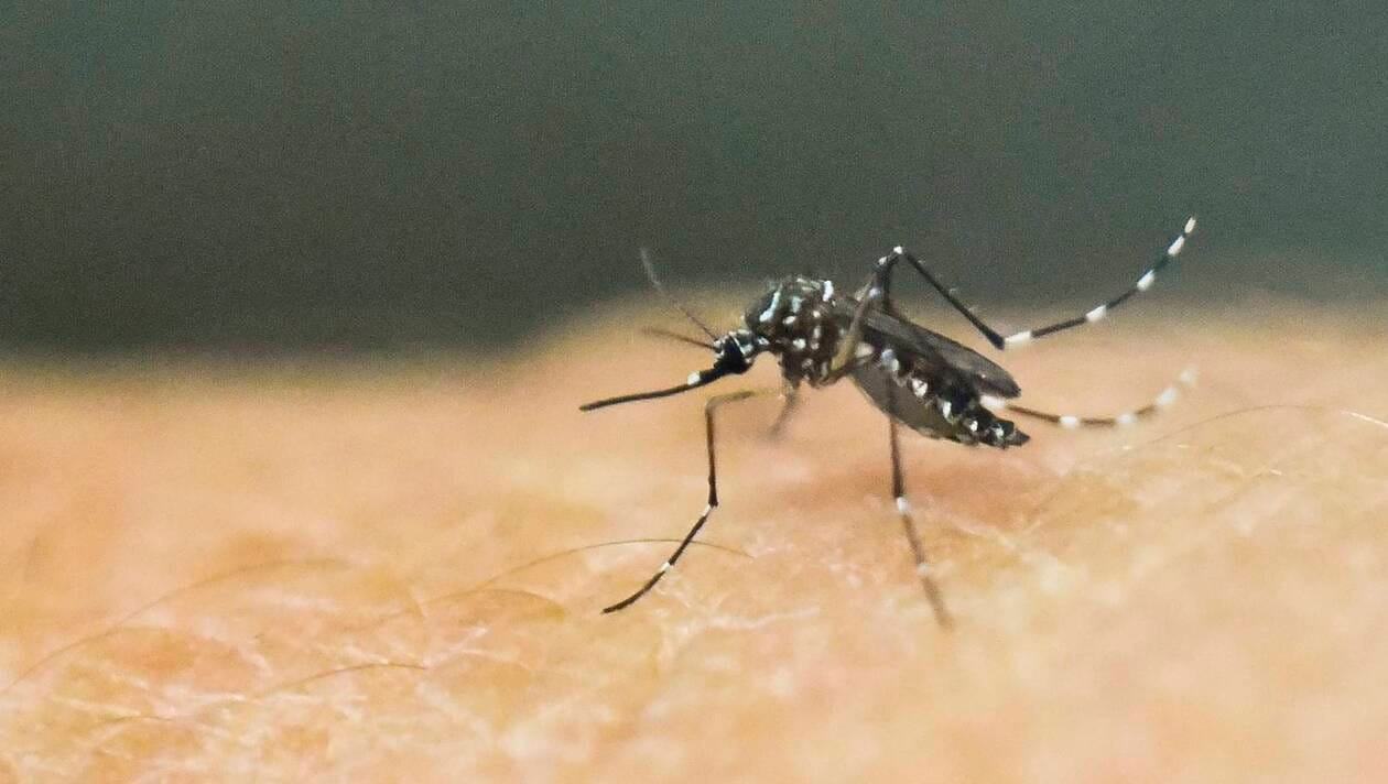 Des cas de dengue détectés en Egypte