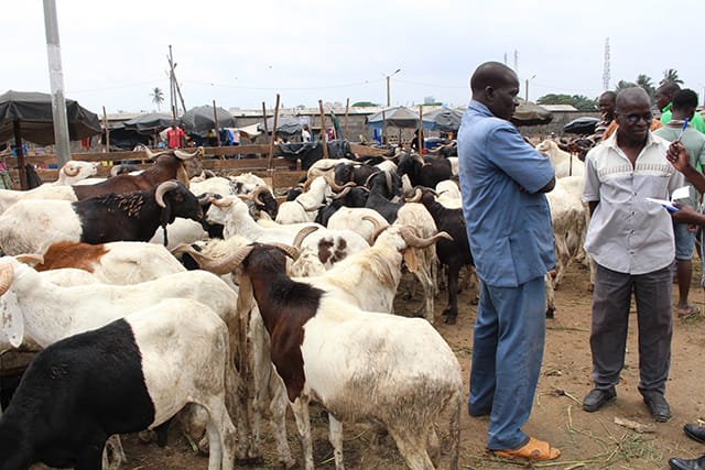Tabaski 2026 Côte d’Ivoire : aucun risque de pénurie de moutons au parc d’Anyama
