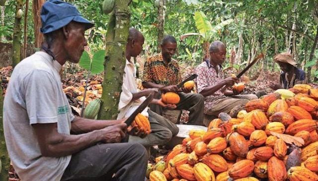 Côte d’Ivoire: Pourquoi un chocolatier suisse porte plainte pour l’altération du chocolat par des industriels européens ?