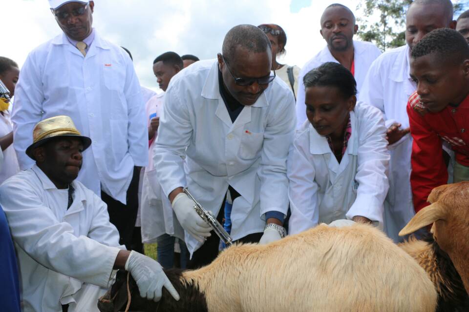 Peste à Madagascar : une nouvelle épidémie fait 7 morts