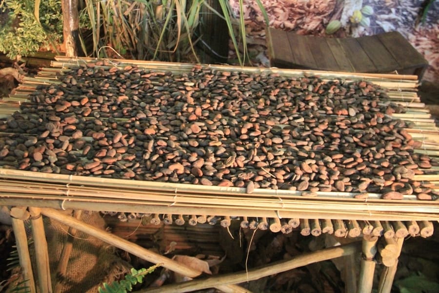 Le cacao vendu à 850 ou 900 Fcfa: les paysans en « grève illimitée » dès le 18 janvier 2021 en Côte d’Ivoire