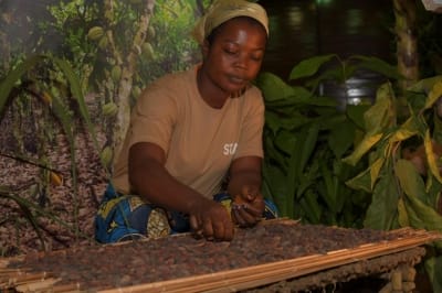 825 F le kg de cacao, un revenu décent pour les producteurs ?