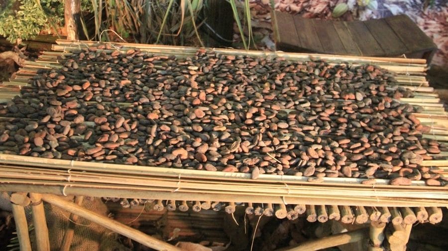 Côte d’Ivoire: le prix du cacao fixé à 825 Fcfa le Kg