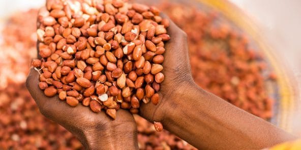 Commercialisation de l’arachide au Sénégal : le prix du kilo maintenu à 210 FCFA en 2019-2020