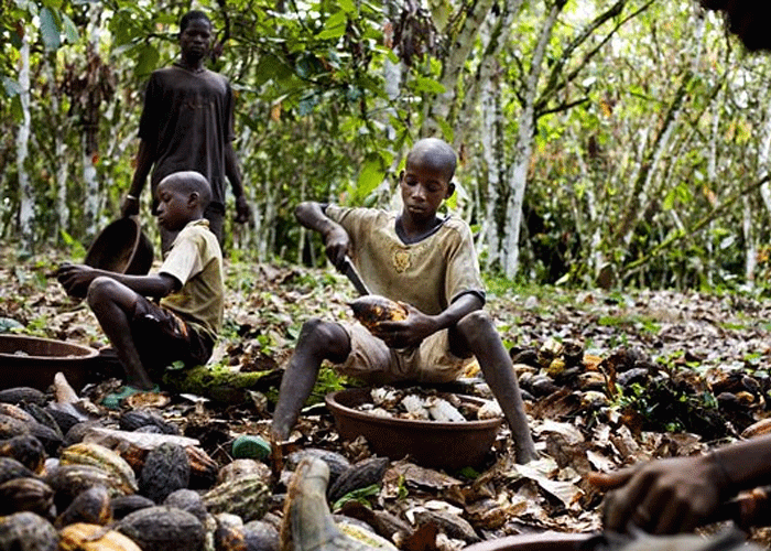 Travail des enfants dans la cacaoculture : la Côte d’Ivoire citée dans un autre rapport américain