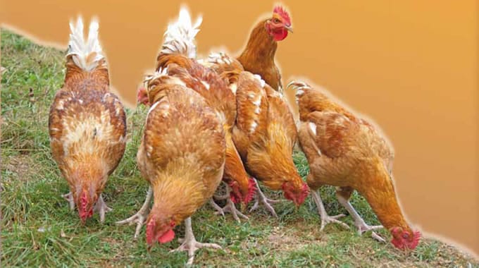 La Côte d’Ivoire interdit l’importation de volaille en provenance de France