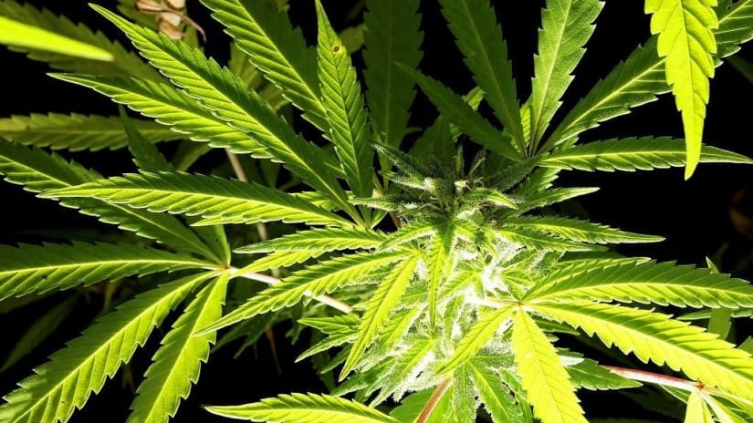La police marocaine saisit plus de cinq tonnes de cannabis au Sahara occidental – Actualité ivoirienne 29/06/2020