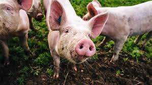 Un virus de grippe porcine capable de provoquer une nouvelle pandémie découvert en Chine – Actualité ivoirienne 30/06/2020