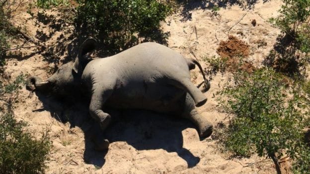 Des centaines d’éléphants retrouvés morts au Botswana – Actualité ivoirienne 02/07/2020