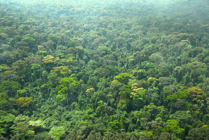 L’opération “un jour cinq millions d’arbres” lancée bientôt à Bongo – Actualité ivoirienne 23/07/2020